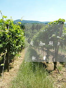 有逾期8次能貸款嗎(信用卡逾期八次還能貸款嗎)