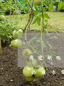 有逾期也能下的信用卡2022(2020年信用卡逾期了怎么辦)