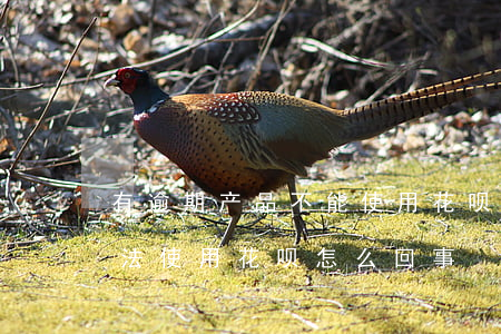 有逾期产品不能使用花呗(花呗有产品逾期无法使用花呗怎么回事)