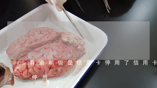 有逾期但是信用卡停用了(信用卡逾期多久被停用)
