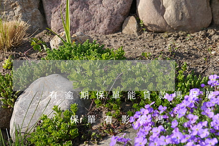 有逾期保單能貸款嗎(保單貸逾期對(duì)保單有影響嗎)