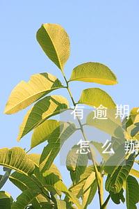 有逾期保單還能貸款嗎(保單貸款過期沒還上怎么辦)