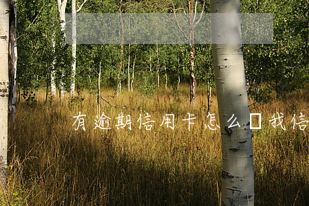 有逾期信用卡怎么辦(我信用卡逾期了怎么辦)