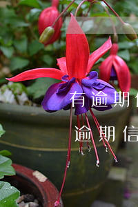 有逾期信用卡竟然也辦下來(lái)了(有逾期信用卡好辦嗎)