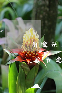 有逾期光大銀行申請信用卡能通過嗎（光大信用卡逾期2次能協(xié)商嗎）