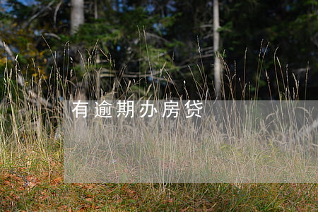 有逾期办房贷