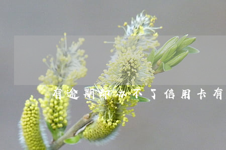有逾期却办不了信用卡(有逾期信用卡好办吗)