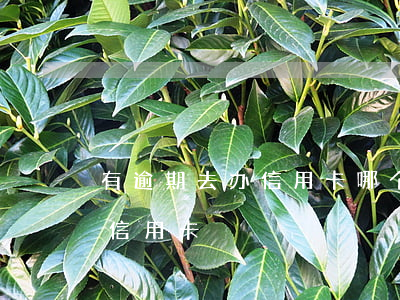 有逾期去办信用卡哪个银行好批-有逾期办信用卡