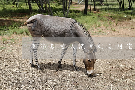 有逾期可以供车吗（支付宝逾期能供车吗）