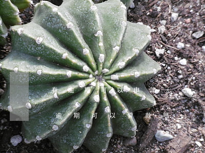 有逾期可以申請(qǐng)貸款嗎(近期有逾期可以貸款嗎)