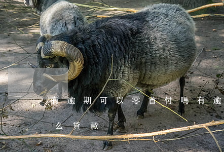 有逾期可以零首付嗎(有逾期可以零首付嗎怎么貸款)