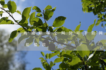 有逾期哪个网贷可下款(网贷逾期哪个平台还能借款)
