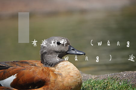 有逾期哪個網(wǎng)貸能下小額(有哪個網(wǎng)貸逾期能下的)