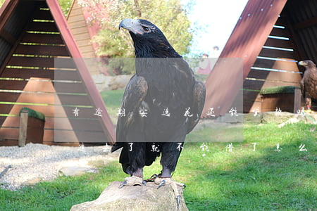 有逾期安逸花还能贷款吗(安逸花逾期两天还进去了 就不能借了怎么办)