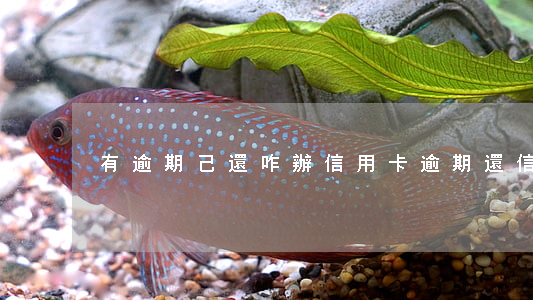 有逾期己還咋辦信用卡(逾期還信用卡會怎樣)