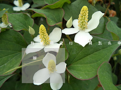 有逾期建行快貸怎么申請(建行快貸到期怎么辦)