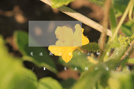 有逾期征信不好哪里可以借到網(wǎng)貸-有逾期征信不好哪里可以借到網(wǎng)貸呢