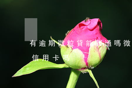 有逾期微粒貸能開通嗎（微粒貸逾期了可以辦信用卡嗎）