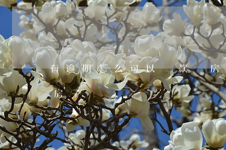 有逾期怎么可以貸款買房(逾期能不能貸款買房子)