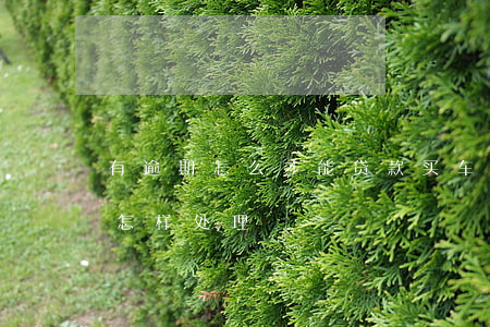 有逾期怎么才能贷款买车(贷款买车逾期了会怎样处理)