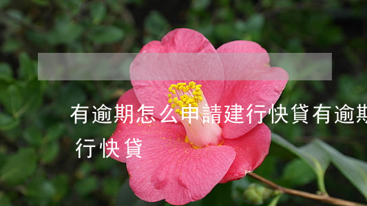 有逾期怎么申請建行快貸(有逾期怎么申請建行快貸)