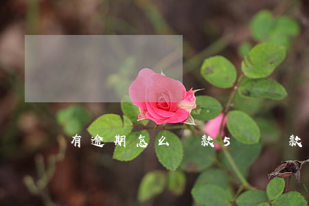有逾期怎么貸款5萬(貸款超過五萬不還怎么辦)