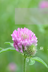有逾期怎么貸款買房子(逾期能不能貸款買房子)