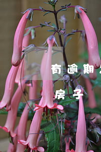 有逾期怎樣才能貸款 有逾期怎樣才能貸款買房子
