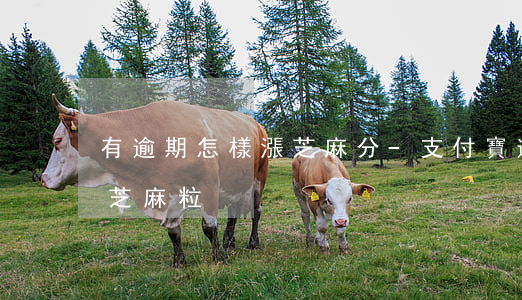 有逾期怎樣漲芝麻分-支付寶逾期怎么獲得芝麻粒