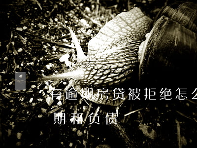 有逾期房贷被拒绝怎么补救（房贷被拒没有逾期和负债）