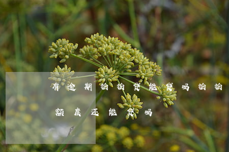 有逾期拍拍贷能贷吗 拍拍贷有逾期还款后有额度还能贷吗?