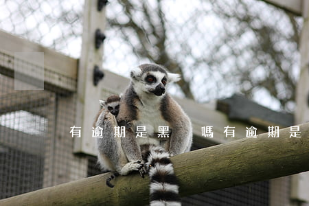 有逾期是黑戶嗎(有逾期是黑戶嗎還是白戶)
