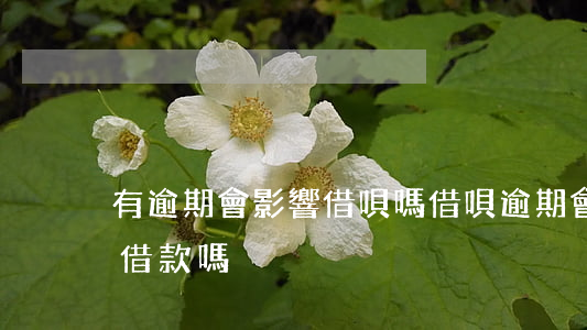 有逾期會影響借唄嗎(借唄逾期會影響有錢花借款嗎)