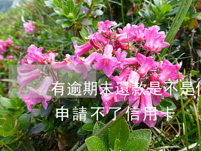 有逾期未還款是不是信用卡辦不了（沒逾期過申請不了信用卡）
