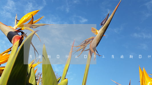 有逾期為什么還不上(有逾期為什么還不上)
