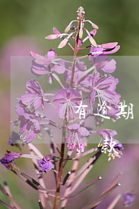 有逾期用房子抵押貸款嗎(有逾期用房子抵押貸款嗎)