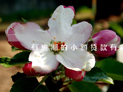 有逾期的小额贷款有哪些(逾期也能下款的小贷)