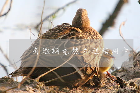 有逾期竟然办理信用卡