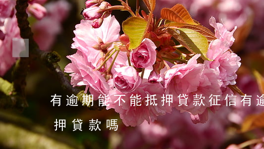 有逾期能不能抵押貸款(征信有逾期可以做抵押貸款嗎)