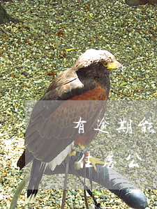 有逾期能公積金貸款買(mǎi)房(有逾期住房公積金貸款能貸下來(lái)嗎)