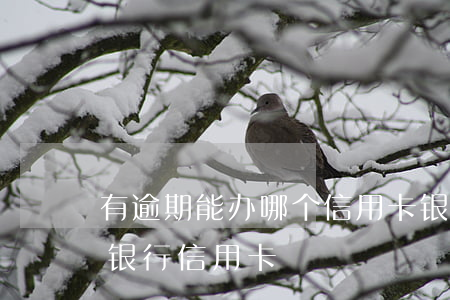 有逾期能办哪个信用卡（银行有逾期能办什么银行信用卡）