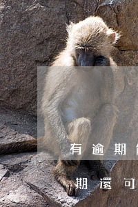 有逾期能在優(yōu)借貸款嗎(貸款有逾期還可以貸嗎)