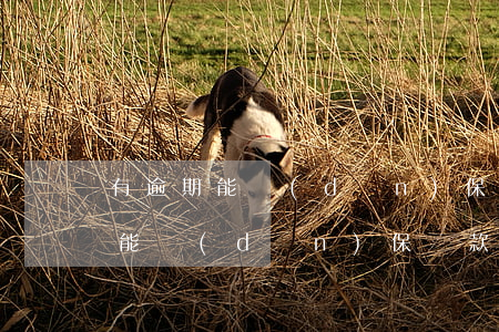 有逾期能擔(dān)保貸款嗎知乎（有逾期能擔(dān)保貸款嗎）