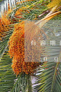 有逾期能辦分期還款(貸款逾期如何申請(qǐng)分期還款)