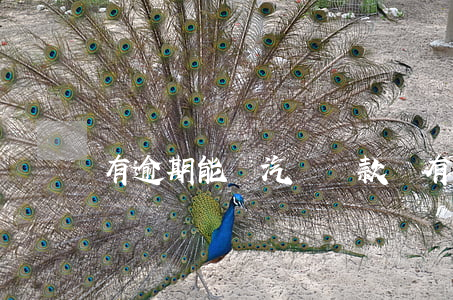 有逾期能辦汽車貸款嗎(有逾期買車貸款能通過嗎)
