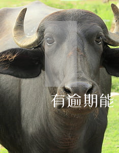 有逾期能過(guò)的貸款在威海