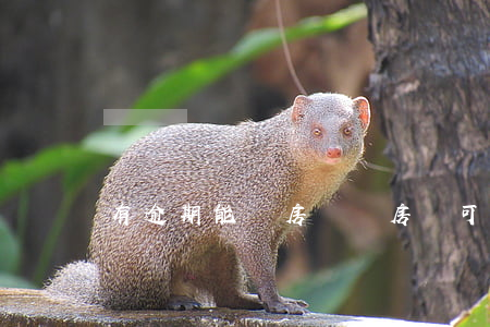有逾期能過房貸嗎(房貸可以逾期多久沒事)