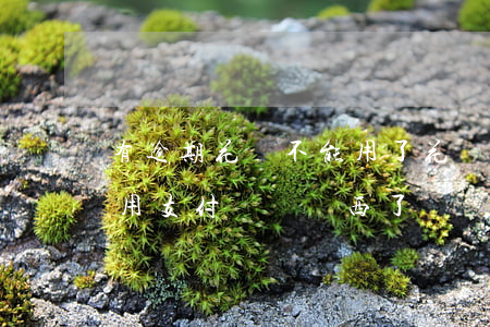 有逾期 花唄不能用了(花唄逾期是不是就不能用支付寶買東西了?)