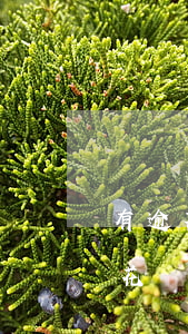有逾期記錄可以申請(qǐng)信用卡嗎花唄-有逾期記錄可以申請(qǐng)信用卡嗎花唄能用嗎