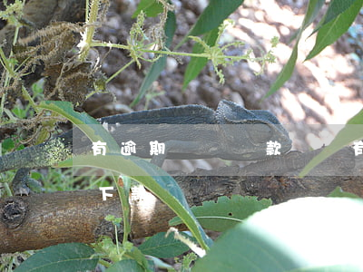 有逾期記錄貸款買車(有逾期記錄貸款買車能下款嗎)